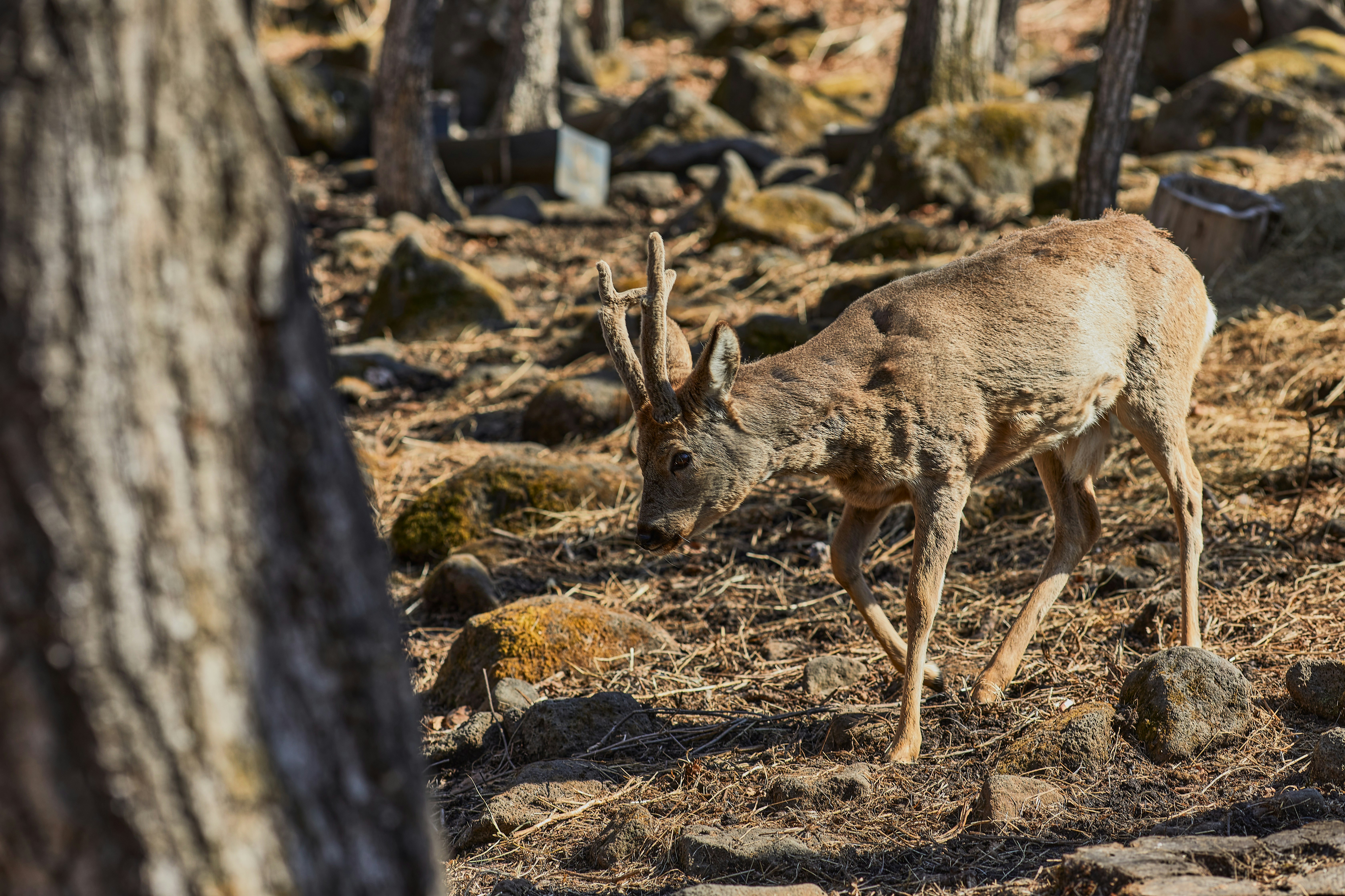 brown deer on brown field during daytime